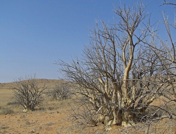 Sesamothamnus guerichii